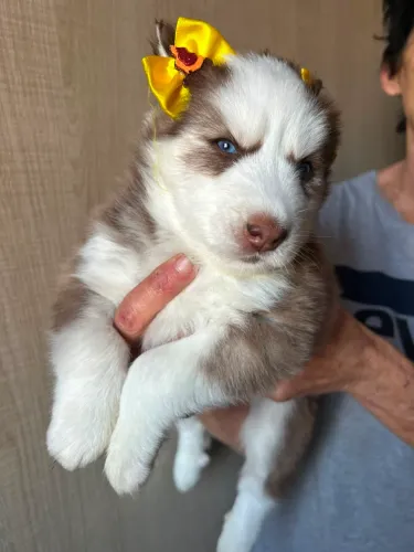 Husky Siberiano fêmea wooly