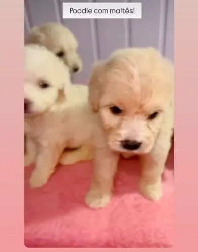 Cachorro poodle com maltês 