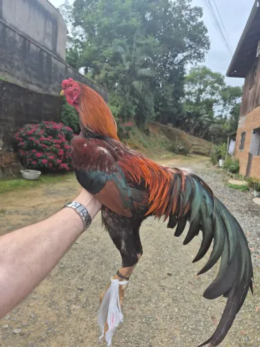 Galo índio 