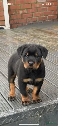 Filhote de cachorro rottweiler vacinado e vermifugado com garantia