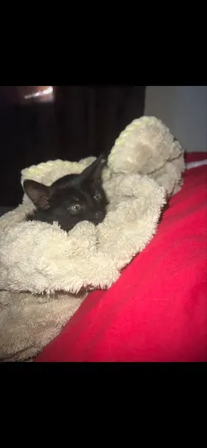Doação de gatinhos preto