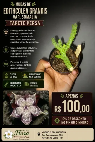 Cacto tapete-persa (Edithcolea grandis var. Somalia)