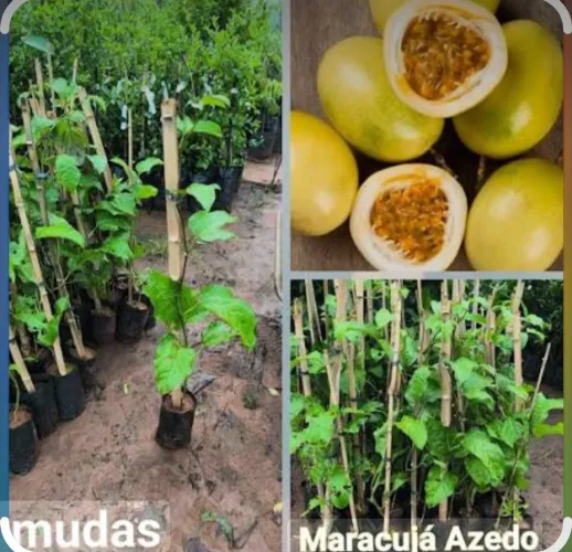 Mudas de maracujá