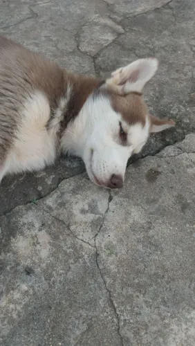Vendo filhote de Husky Siberiano com 3 meses
