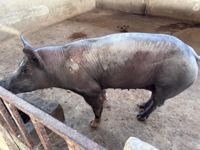 Matriz Gp black da granja Iguaçu