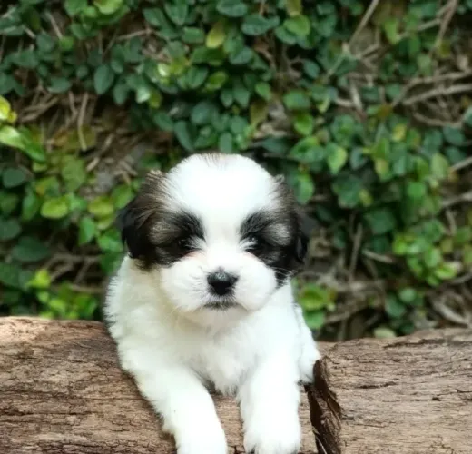 Oportunidade!!... Vendo lindos filhotes da raça Lhasa apso