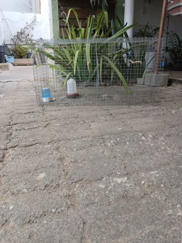 Gaiolão 1,0m x 0,50m