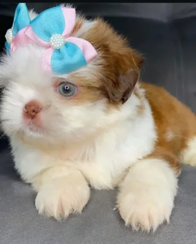 Filhotes de Shihtzu a gracinha da lenda