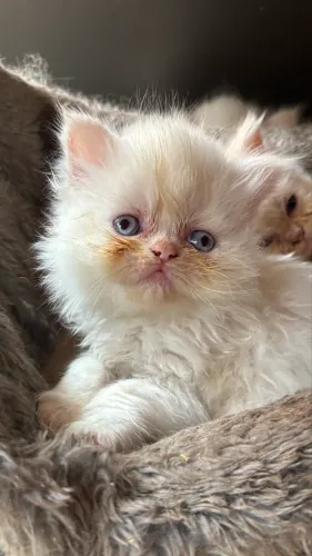 Filhotes gatos Persas - British long hair 