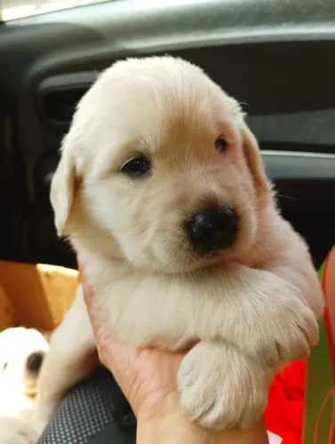 Golden retriever