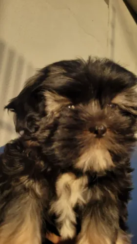 SHIT TZU FEMEA