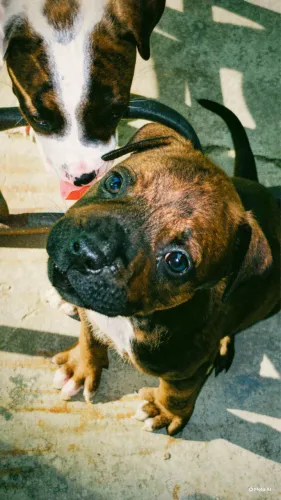 Filhote de Pit Bull APBT
