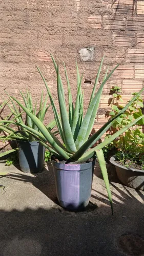 Plantas de Babosa