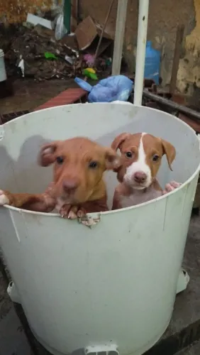 Casal filhote de Pit Bull