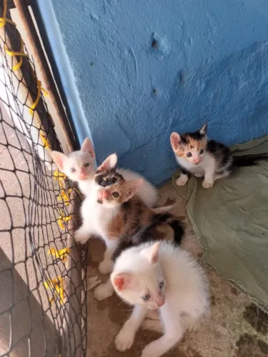 Filhotes de gato para adoção