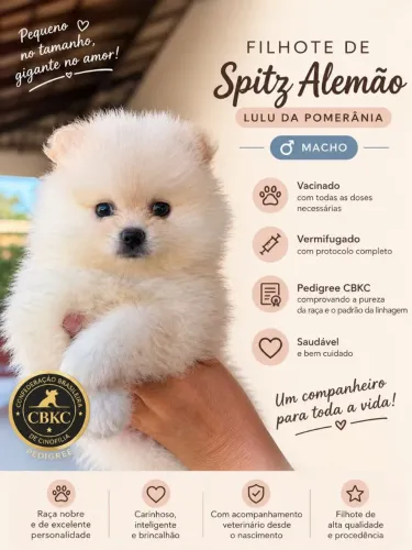 Filhote de Spliz Alemão - Lulu da Pomerana