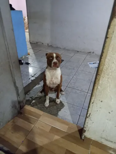 VendO Pitbull