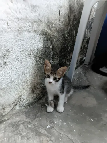 ADOÇÃO RESPONSÁVEL FÊMEA 