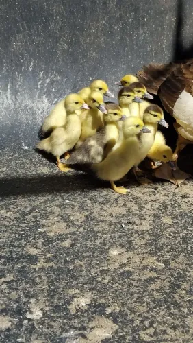 Patinhos