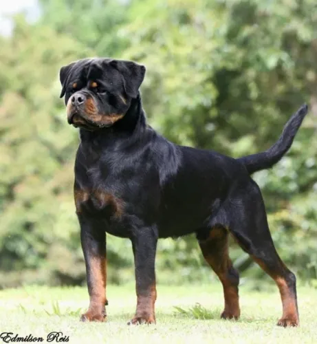 Filhotes de Rottweiler