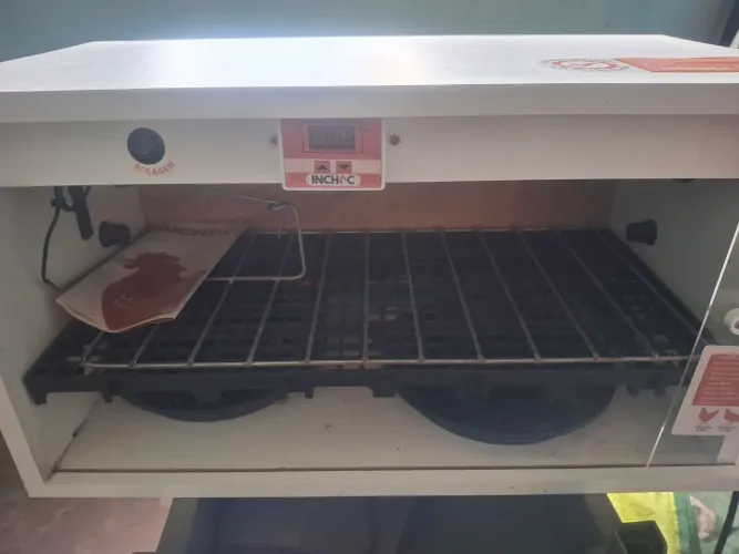 Chocadeira de ovos automática 220v semi nova usada apenas duas vezes.