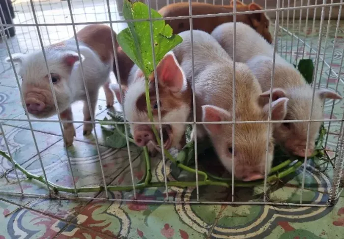 Mini Pig - Mini Porco - Mini Animais