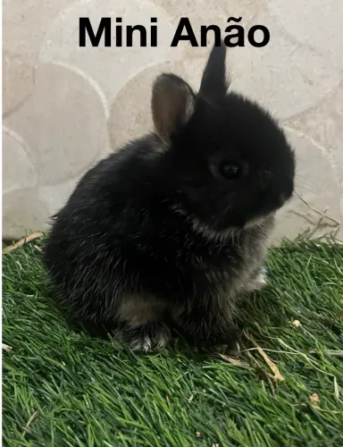Mini coelhos