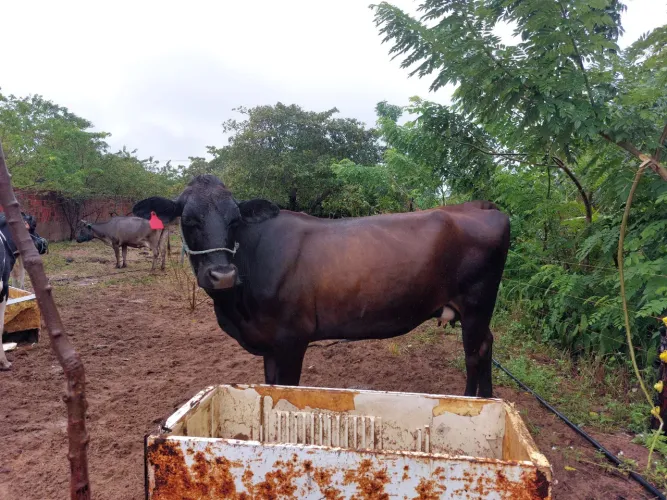 Vaca de leite