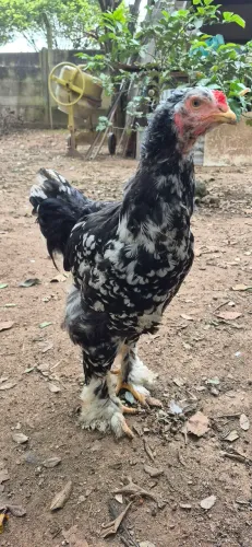 Frangos/galo Brahma Motled