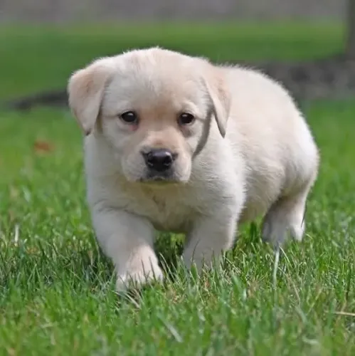 Filhotes De Labrador - Diga Olá Para Um Amor Que Nunca Te Abandonará!