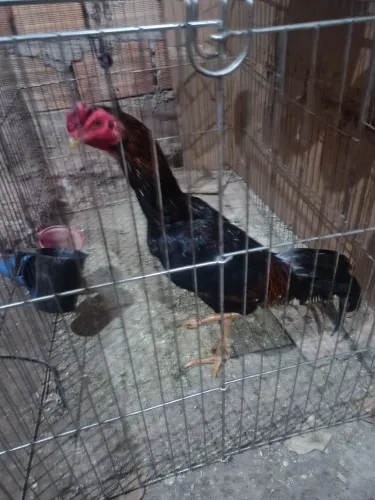 Vendo Galo índio de procedência 