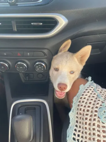 Husky a venda