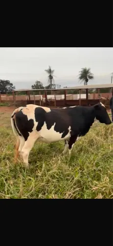 Vaca leiteira prenha