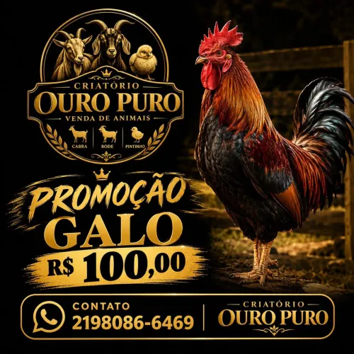 Galo 