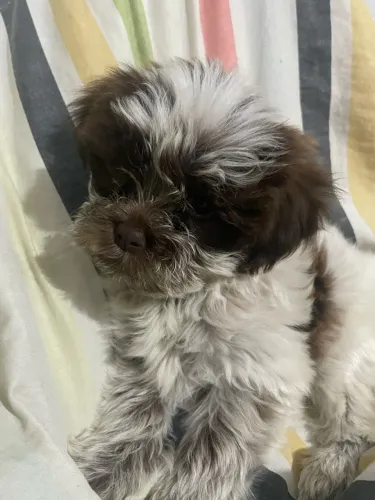 Vendo cachorro shih tzu macho dois meses
