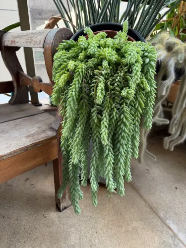 suculenta Rabo-de-burro com vaso