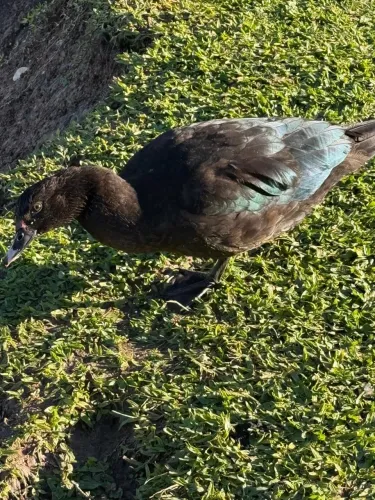 PATO 