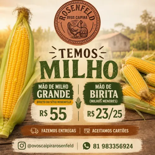 Milho verde 
