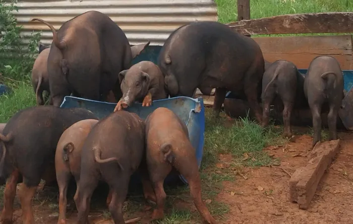 Porco vivo R$ 10,00 o kg