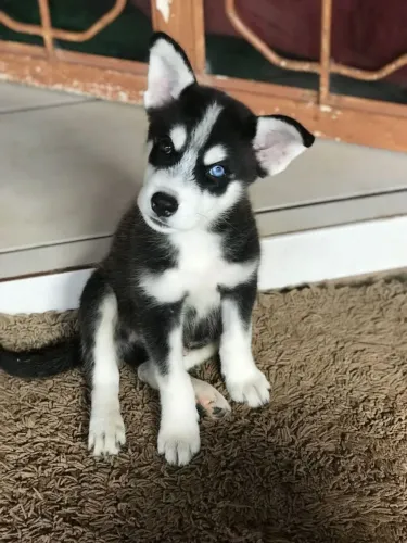Husky siberiano Uma fofura que merece um lugar especial