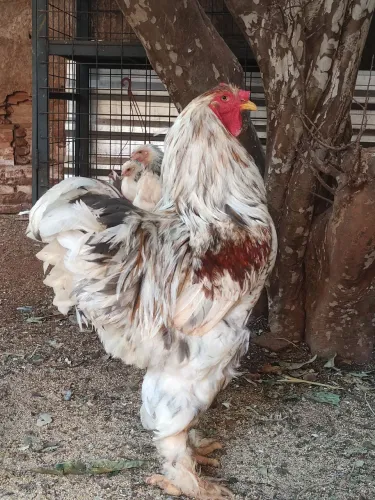 Galos galinhas e pintinhos raça brahmas