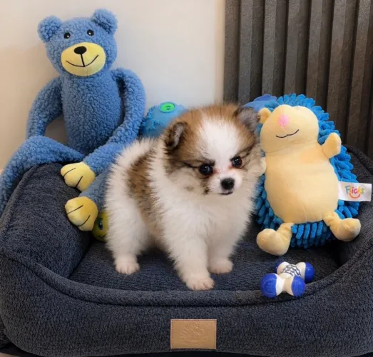 Lulu da Pomerania anão Macho