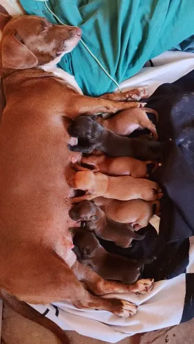 Vendo filhotes de Dachshund ( Salsicha).