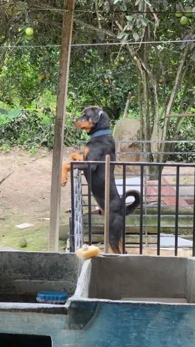 ROTTWEILER À PROCURA DE NAMORADA! 