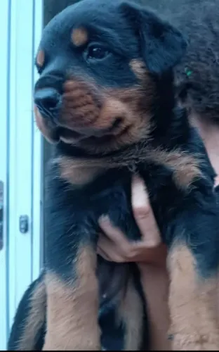 Rottweiler 