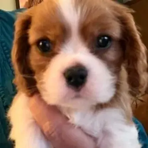 Cavalier King Charles Spaniel,Cavalier King Charles Spaniel Filhote Disponível Alta Qualid