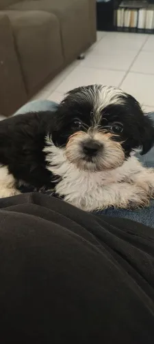 Lhasa Apso filhote macho