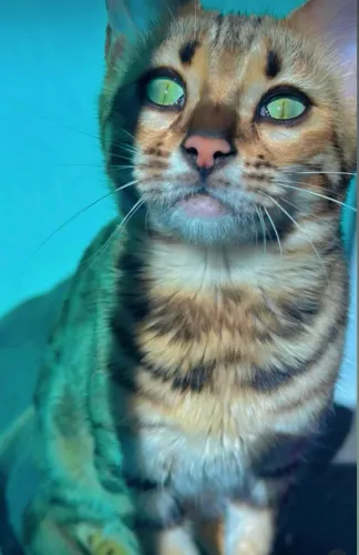 GATA A PROCURA DE UM NAMORADO
