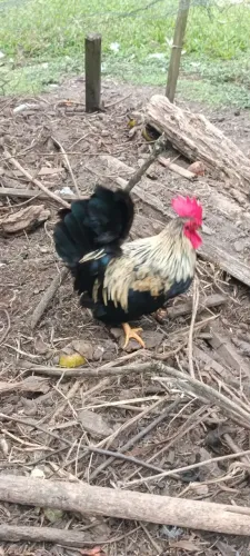 Vendo mini galo garnisé 