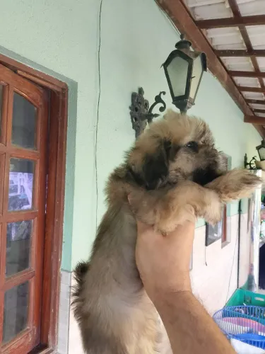 Promoção Shih tzu fêmea 699 $$$